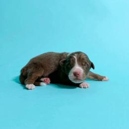 Thackery - Red tri-color male Australian Shepherd puppy in Placerville, California from BFF Aussies