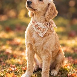 Molly - Goldendoodle
