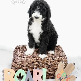 Goldendoodle and Sheepadoodle Puppies from The Farms Precious Doodles