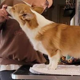Basset Hound and Pembroke Welsh Corgi Puppies from 4 Sail Quarter Horses and Corgis
