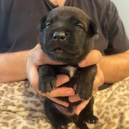 Zuko - Brindle male xDutch Shepherd puppy in Chelsea, Alabama from Alliance K9