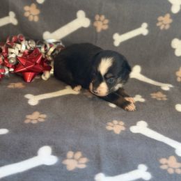 Girl 2 - Black tri female Miniature Australian Shepherd puppy in Ellsworth, Kansas from Flying H Mini Aussies