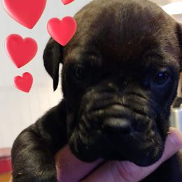 Cane Corso Puppies from Samantha Jackson