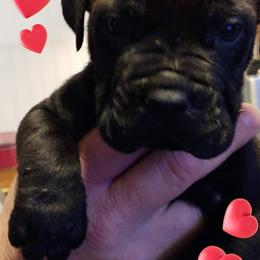 Cane Corso Puppies from Samantha Jackson