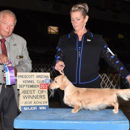 Dachshunds from Aradox Show Dogs