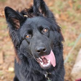 Draven aka Chocolate - Black male German Shepherd puppy in Louisburg, North Carolina from Raven Oak's Shepherds & Dachshunds