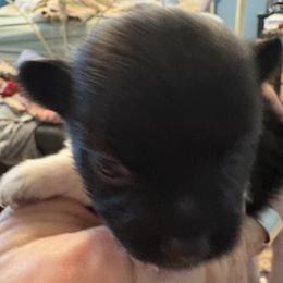 Pomeranian Puppies from Healing Grace pups