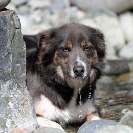 Haze - Border Collie