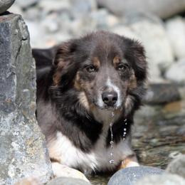 Haze - Border Collie
