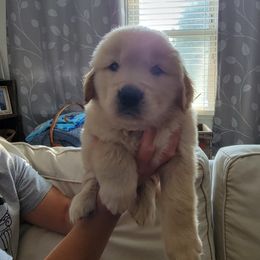 Golden Retriever Puppies from Davis Retrievers
