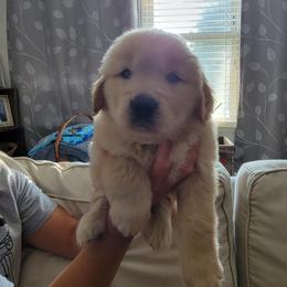 Golden Retriever Puppies from Davis Retrievers