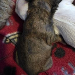 Boy 4 - Brindle and white male Shih Tzu puppy in Rockmart, Georgia from Sonya Garrett