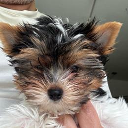 Boy 4 - Black tan and white male Biewer Terrier puppy in Kerhonkson, New York from Arc-en-Ciel Biewers & Maltese