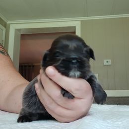 Bluey - Blue male Shih Tzu puppy in Virginia from Kbsshihtzus