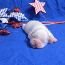 White girl cream spots - Cream and white female Shih Tzu puppy in Vinita, Oklahoma from Locust Creek Shih Tzu & Havanese