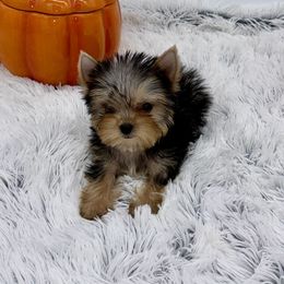 Yorkshire Terrier Puppies from The Royal Yorkie Den LLC