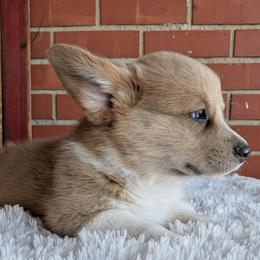 Kleo - Fawn merle female American Corgi puppy in Shawnee, Oklahoma from Sunray Ranch