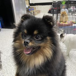 Koda - Pomeranian
