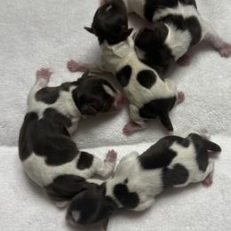 Yorkshire Terrier puppies from Chocolate and Parti Yorkies in Florida