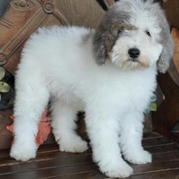 Blue Merle Parti - Blue merle female Aussiedoodle puppy in Lawton, Oklahoma from Lindsey’s Aussies