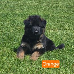 Orange Collar - Black and red female German Shepherd puppy in Sumner, Iowa from Vom Wilke Kennels