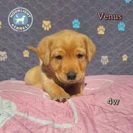 Venus - Yellow female Labrador Retriever puppy in Elloree, South Carolina from Moonlight Kennels LLC
