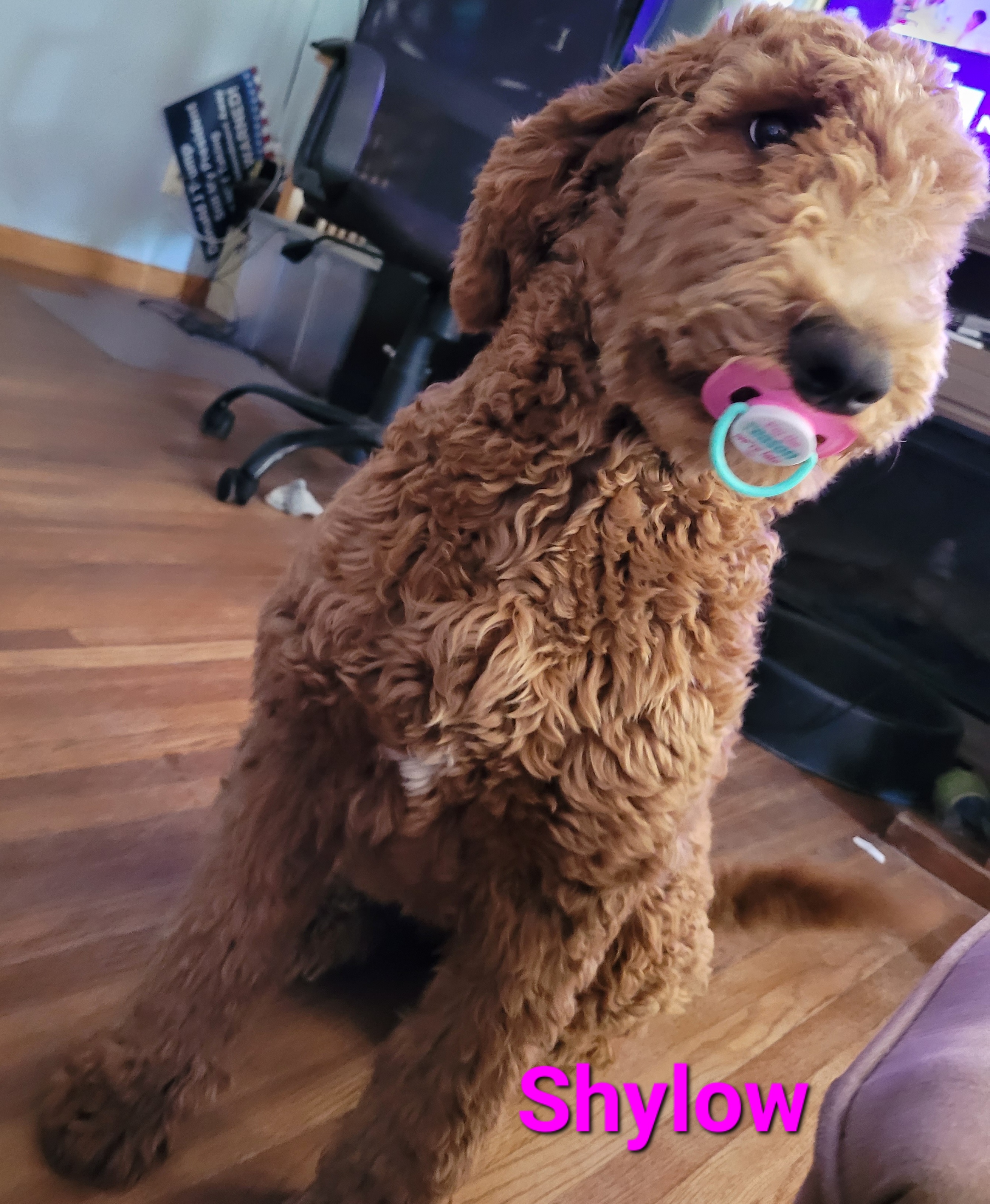 Shylow - Goldendoodle