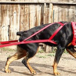 Rottweilers from De Los Rios Rottweilers