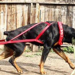 Rottweilers from De Los Rios Rottweilers