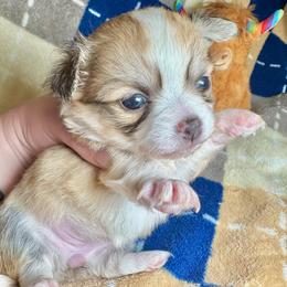 Cora - Fawn female Chihuahua puppy in Canton, Ohio from Elysium Fields Chihuahuas