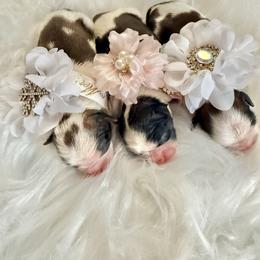 Boy 1 - Gold and white male Shih Tzu puppy in Port Orchard, Washington from Buttons N Bows