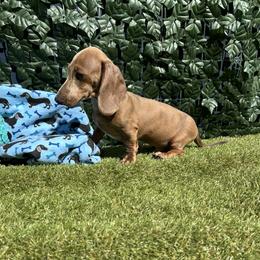 Spot - Dapple male Dachshund puppy in Norco, California from Norco dachshunds