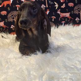 RAVENSTONE - Wild boar male Dachshund puppy in Willard, Utah from Simply Sharing Love