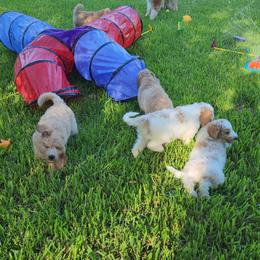 Goldendoodle Puppies from Costa's Curly Canines