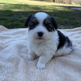 Franny- Fluffy - White and black female Pembroke Welsh Corgi puppy in Stillwater, Oklahoma from Steele Family Farms