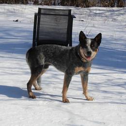 Rip - Australian Cattle Dog