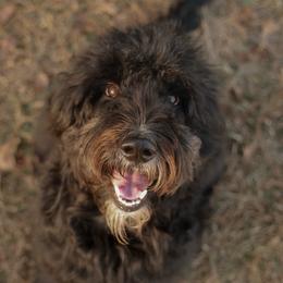 Billy-Ann - Goldendoodle