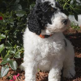 Poodle Puppies from Timberlea kennels