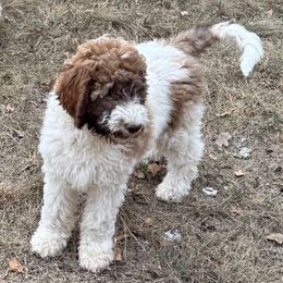 Kaye - female Newfypoo puppy in San Antonio, Texas from Mammoth Doodles