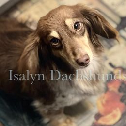 Sugarbelle - Dachshund