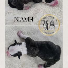 Savage Niamh of Eire - Brindle and white female Cardigan Welsh Corgi puppy in Plymouth, Iowa from Savages Low riders