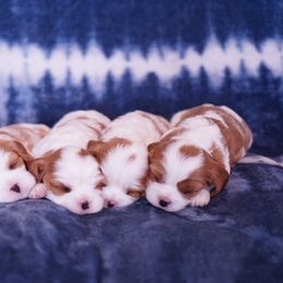 Cavalier King Charles Spaniel Puppies from Country View Cavaliers