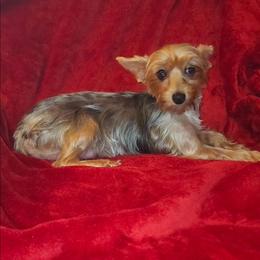 Remi - Yorkshire Terrier