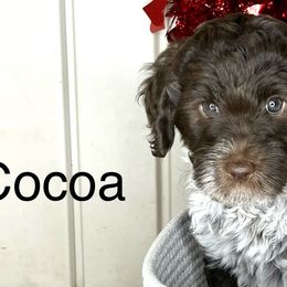 Girl 2 - Parti Goldendoodle puppy in Newark, Ohio from Valleydayle Doodles and Wheatens