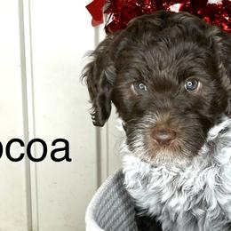 Girl 2 - Parti Goldendoodle puppy in Newark, Ohio from Valleydayle Doodles and Wheatens