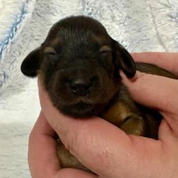 Shaded Red Female - Red female Dachshund puppy in Ozark, Alabama from Honey Hill Dachshunds
