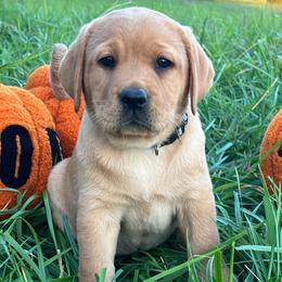 Grey Collar - Girl - Yellow female Labrador Retriever puppy in Beaverdam, Virginia from Gold Heart Labradors