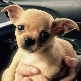 Chihuahuas from Stacey Saxton's Chihuahuas