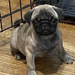 Pugs from TiggyTime Pugs