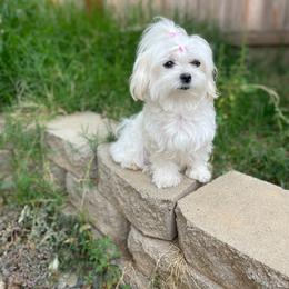 Bria - Maltese